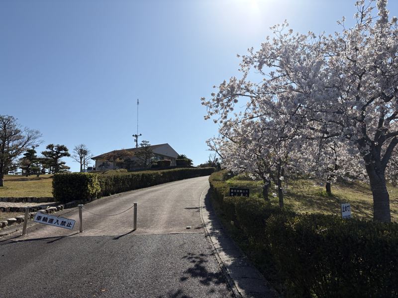 湖陵総合公園 管理棟へ続く坂道と桜