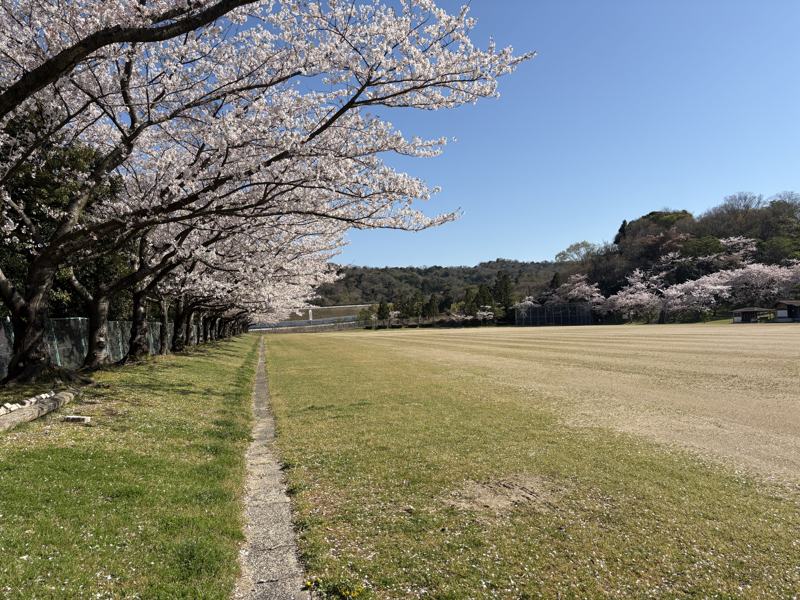 湖陵総合公園 多目的広場の桜並木