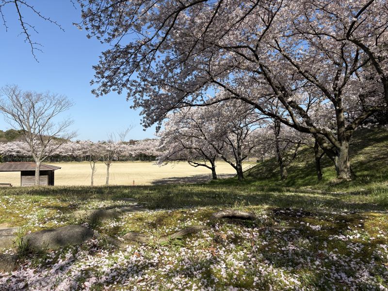 湖陵総合公園 桜と多目的広場へ続く階段