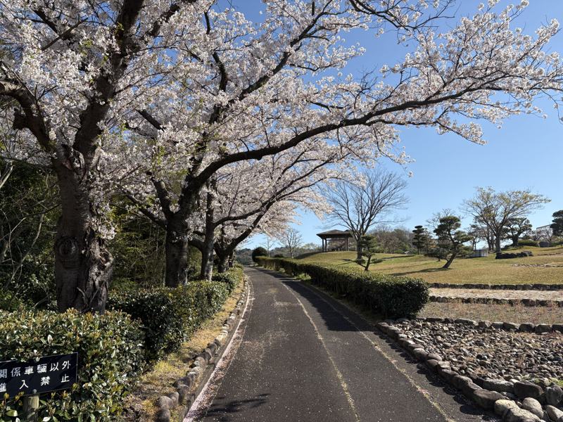 湖陵総合公園 桜並木と芝生広場のあずまや